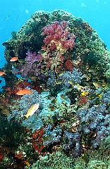 Raja Ampat 2016 - Corail - IMG_5228_rc